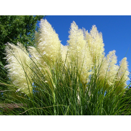 Trawa Pampasowa biała