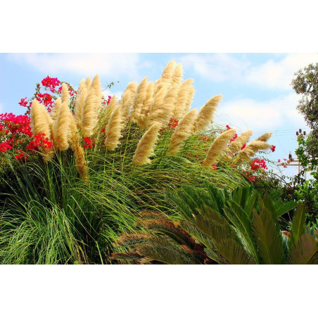 Trawa Pampasowa sadzonka