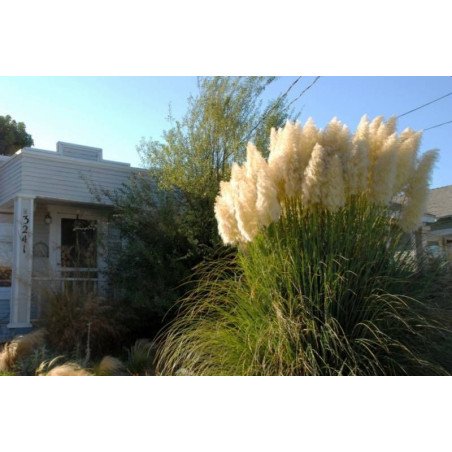 Trawa Pampasowa sklep