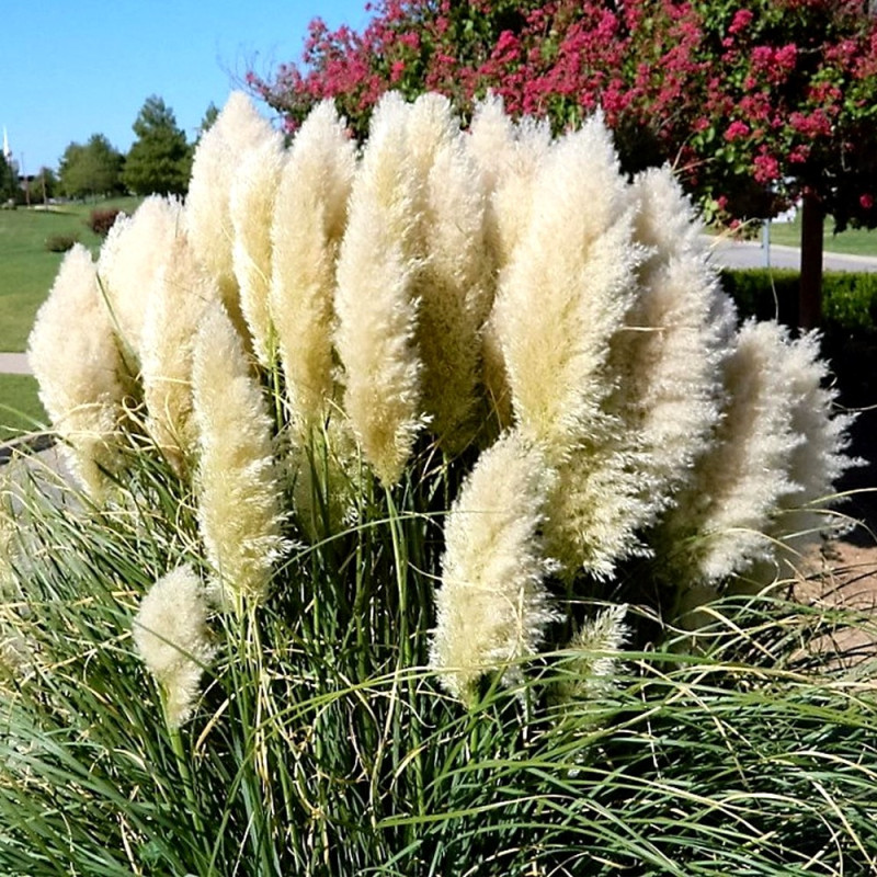 Trawa Pampasowa sadzonki