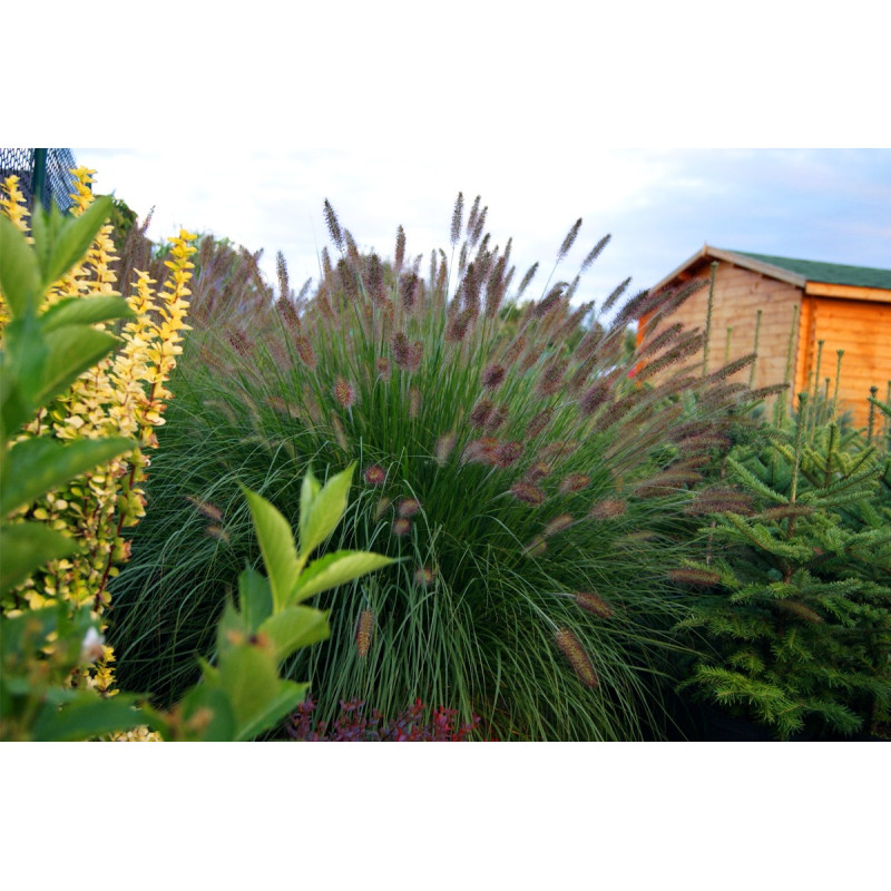 Rozplenica wąskolistna sklep