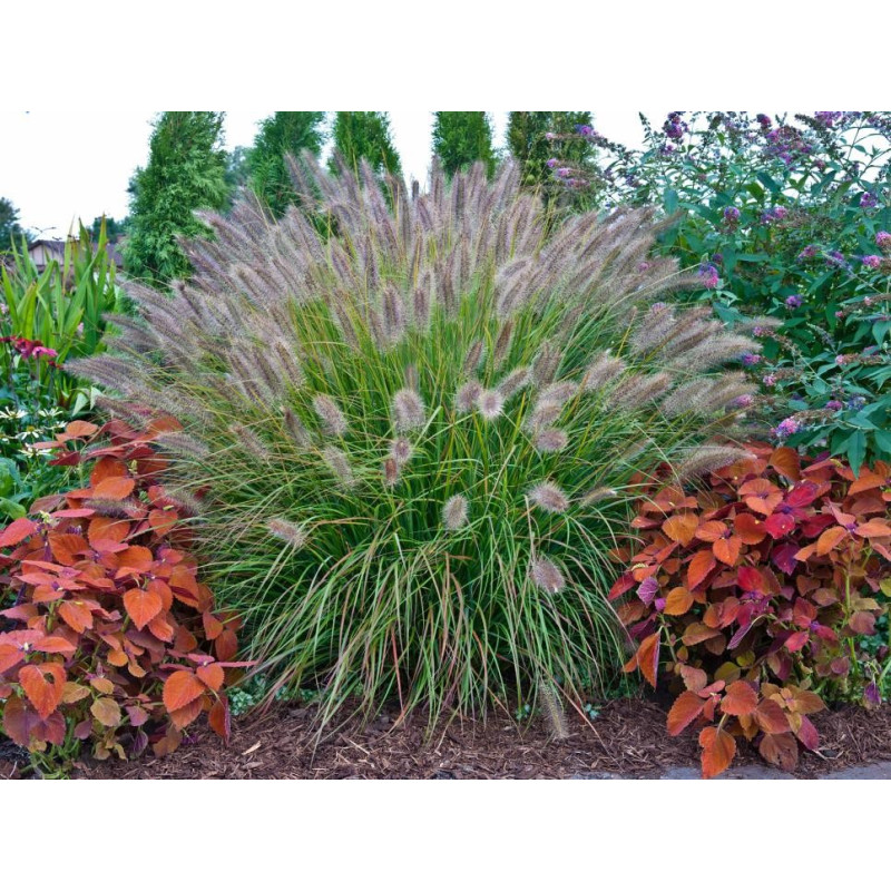 Rozplenica wąskolistna cena