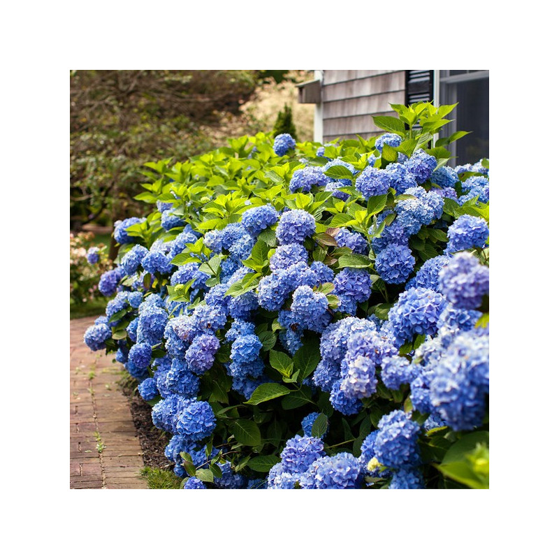 Hortensja ogrodowa niebieska