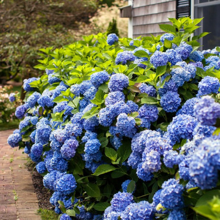 Hortensja ogrodowa niebieska