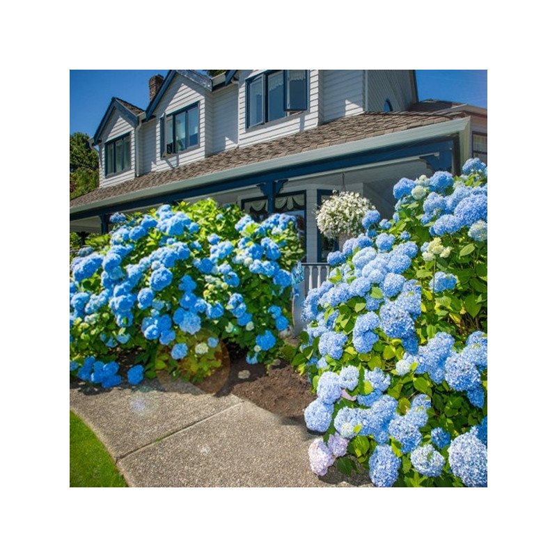 Hortensja ogrodowa niebieska sklep