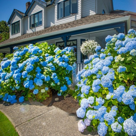 Hortensja ogrodowa niebieska sklep