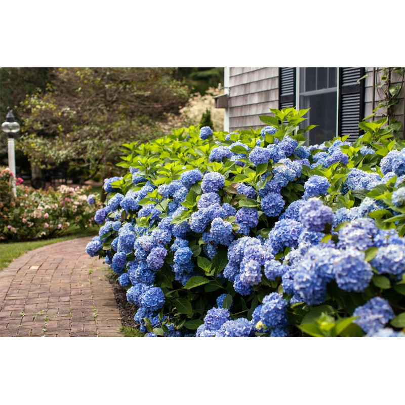 Hortensja ogrodowa niebieska sklep