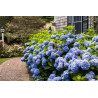 Hortensja ogrodowa niebieska sklep