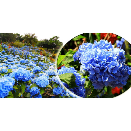 Hortensja ogrodowa niebieska szkółka