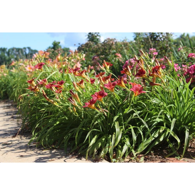 liliowiec pardon me długokwitnący