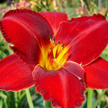 Liliowiec czerwony maksymilian kolbe