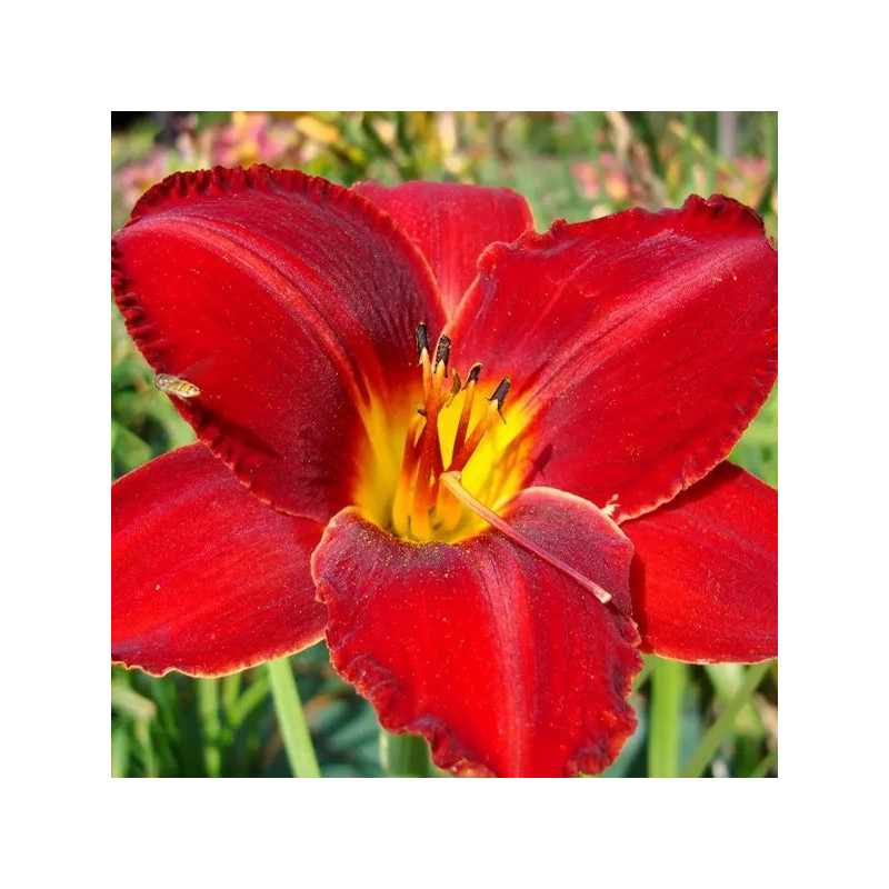 Liliowiec czerwony maksymilian kolbe