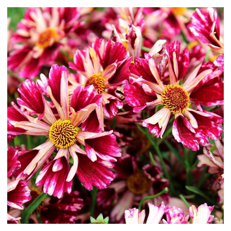 Nachyłek ruby frost sklep