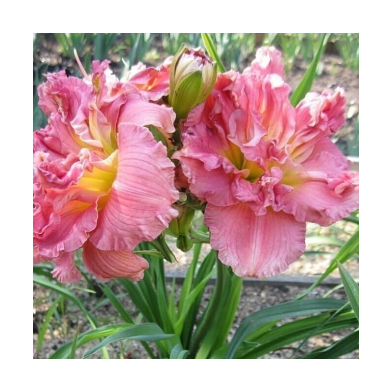 liliowiec lacy doily sklep