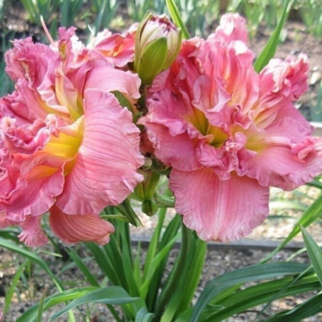 liliowiec lacy doily sklep