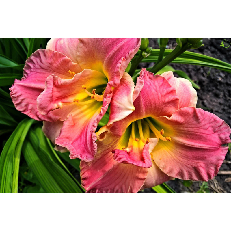 liliowiec lacy doily cena