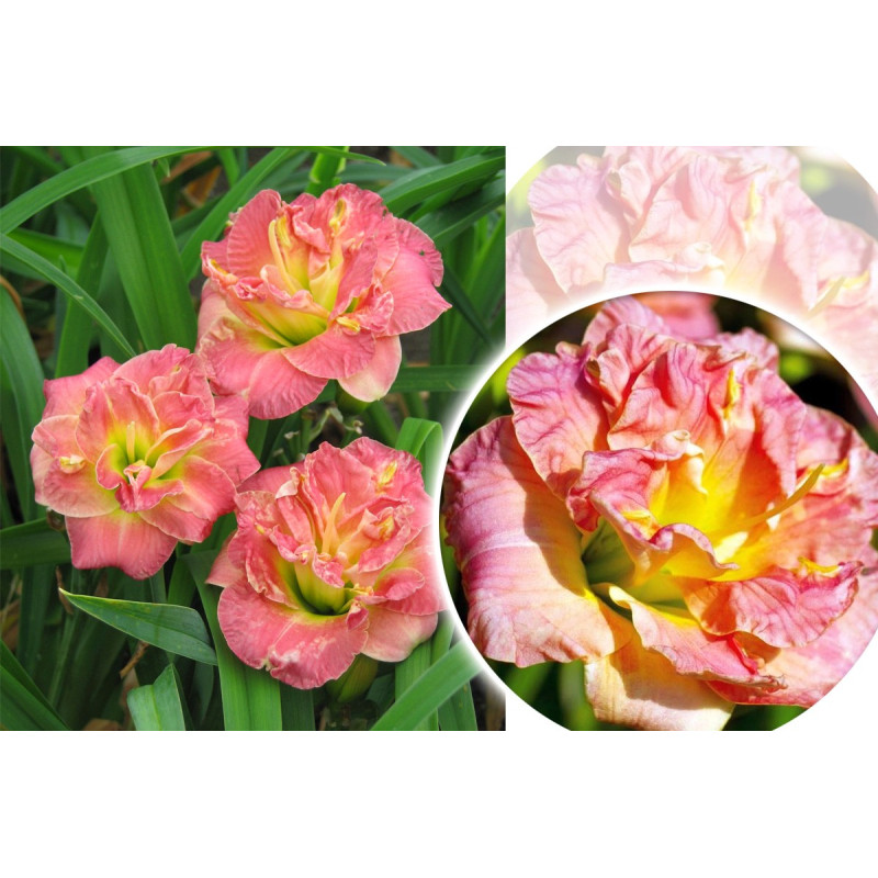 liliowiec sklep gdzie kupić