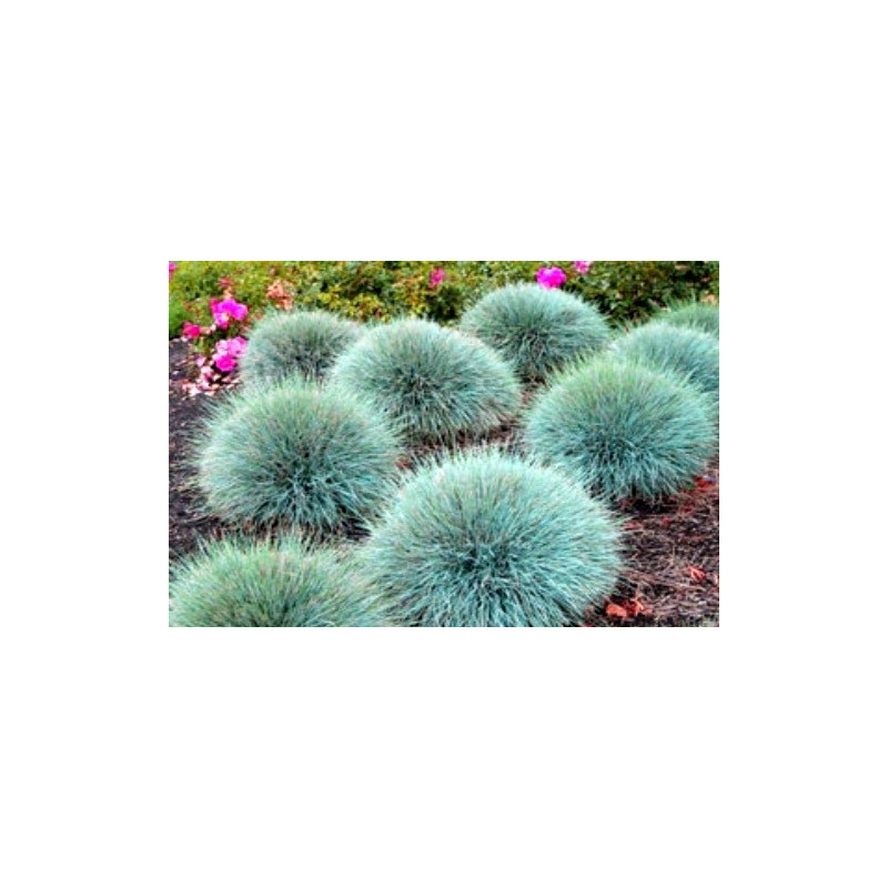 Kostrzewa Sina sklep