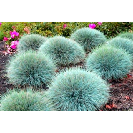 Kostrzewa Sina sklep