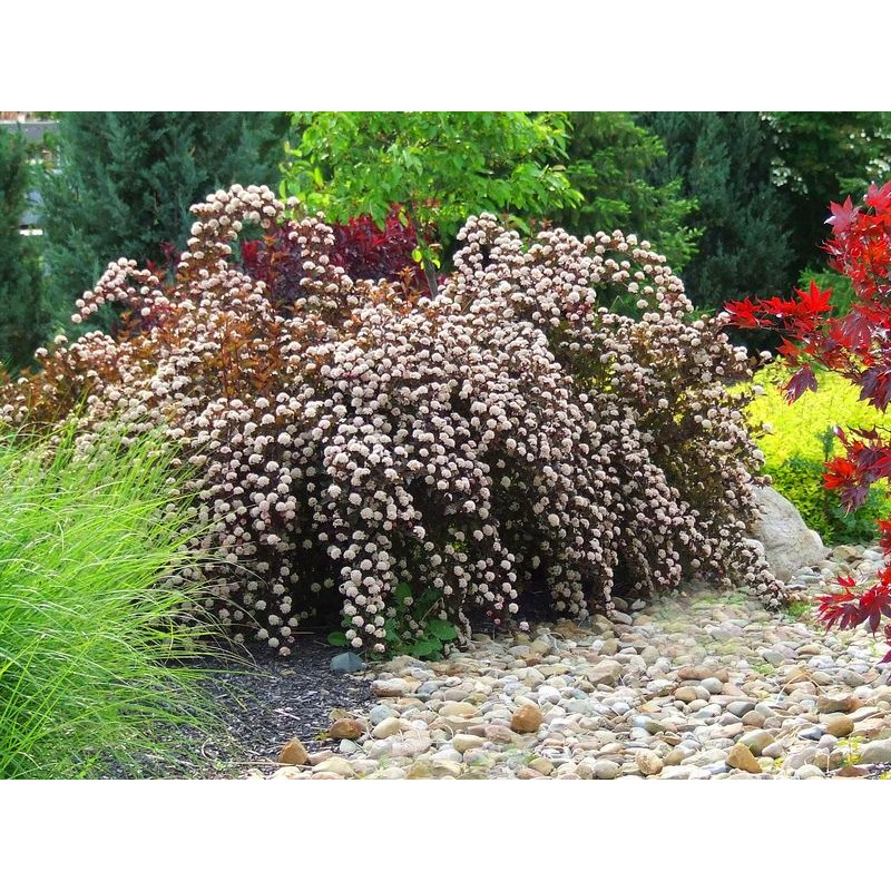 Pęcherznica kalinolistna Red Baron zywopłot