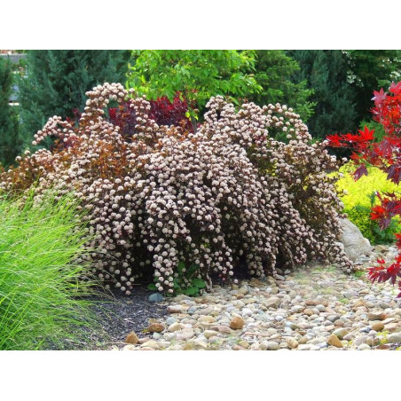 Pęcherznica kalinolistna Red Baron zywopłot