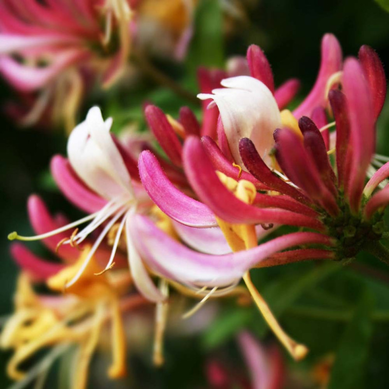 Wiciokrzew Pomorski Serotina sadzonka