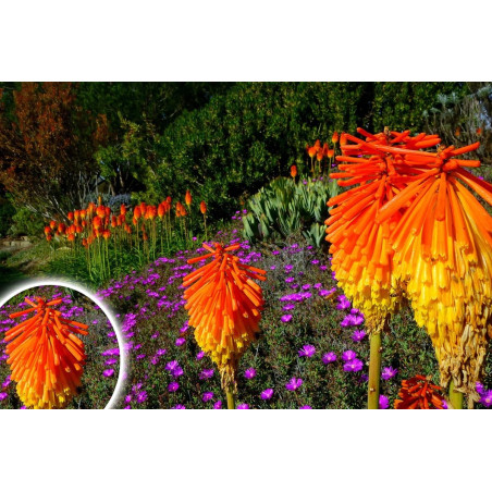 Trytoma płomień afryki gdzie kupić