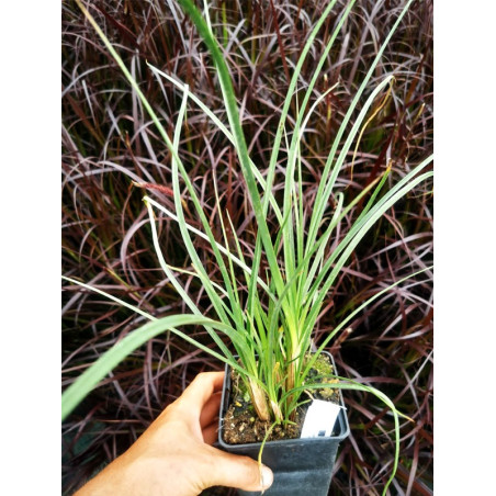 Trytoma płomień afryki sadzonka