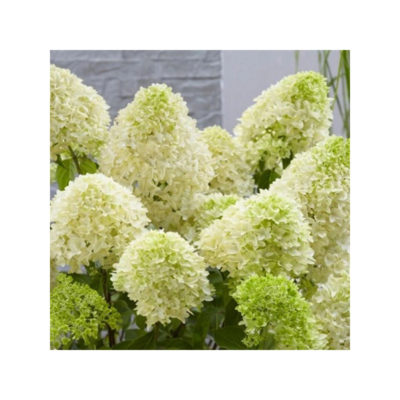 Hortensja bukietowa Skyfall