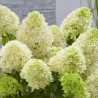 Hortensja bukietowa Skyfall