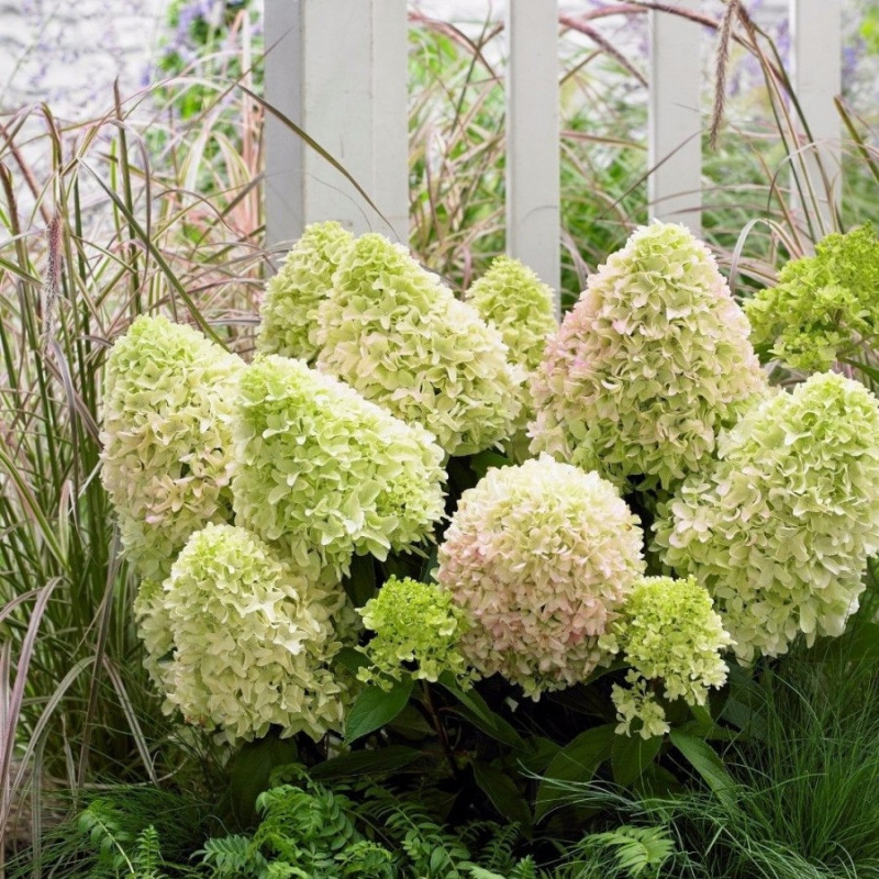 Hortensja bukietowa Skyfall sklep