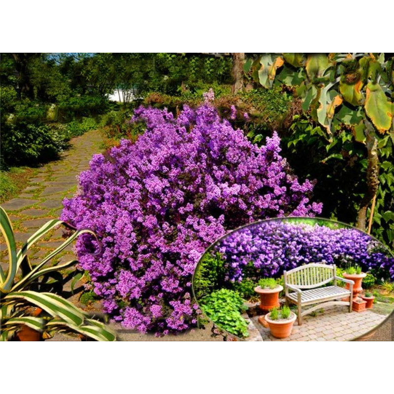 Lilak Meyera Palibin cena