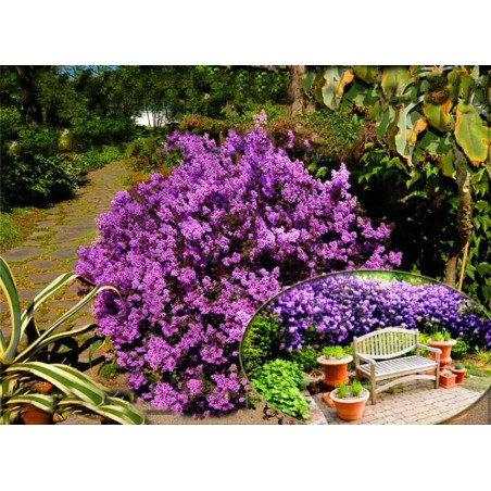 Lilak Meyera Palibin cena