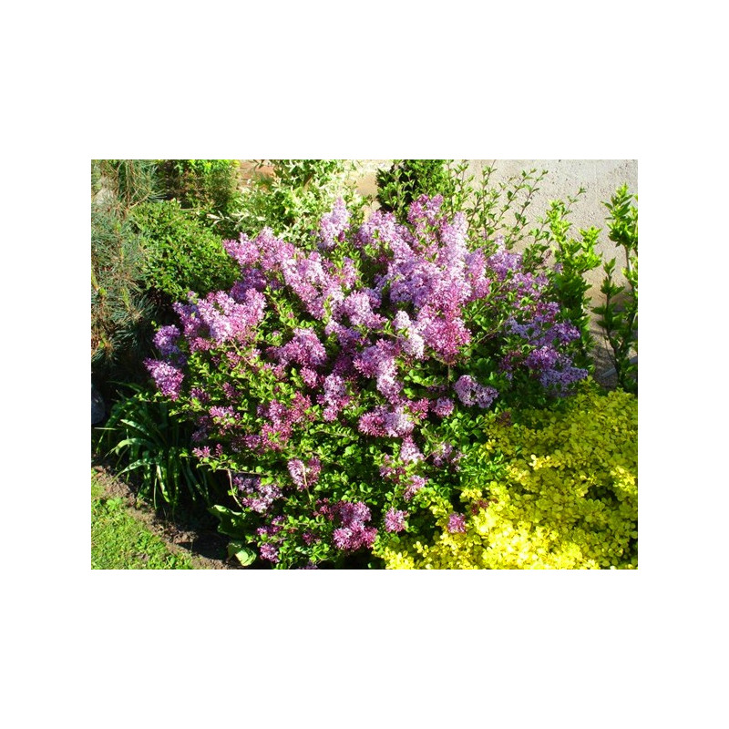 Lilak Meyera Palibin sklep