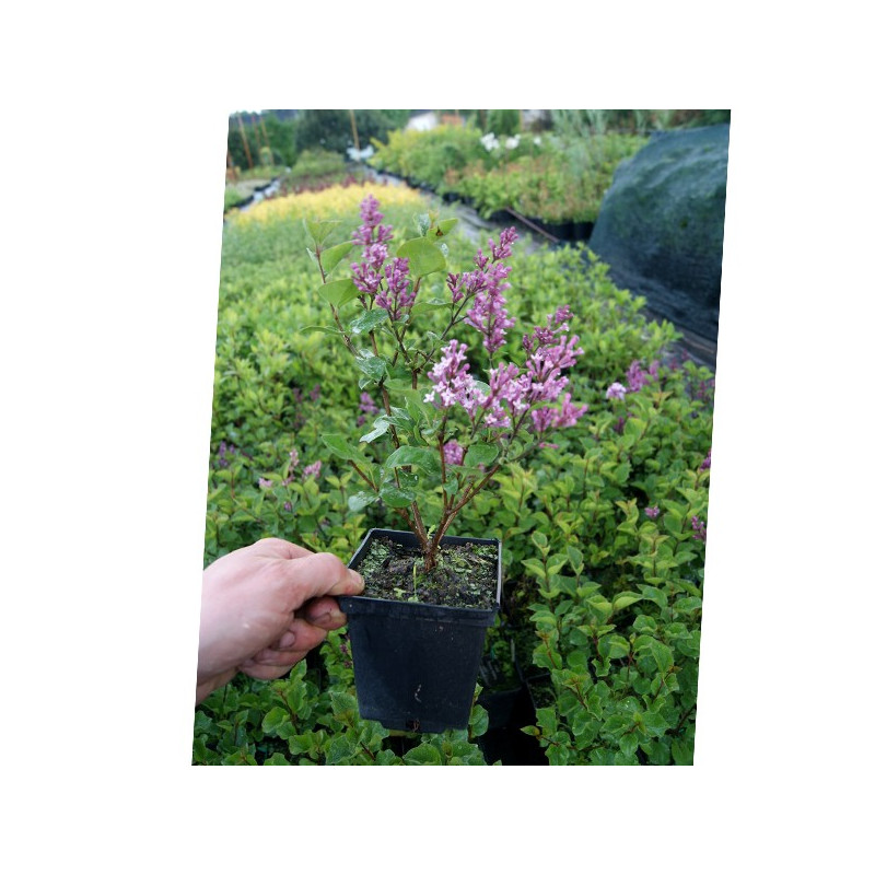 Lilak Meyera Palibin sadzonka