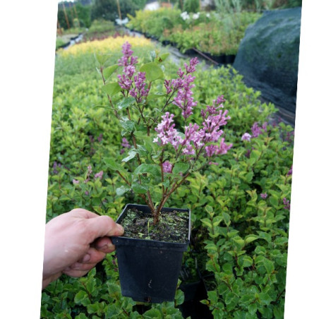 Lilak Meyera Palibin sadzonka