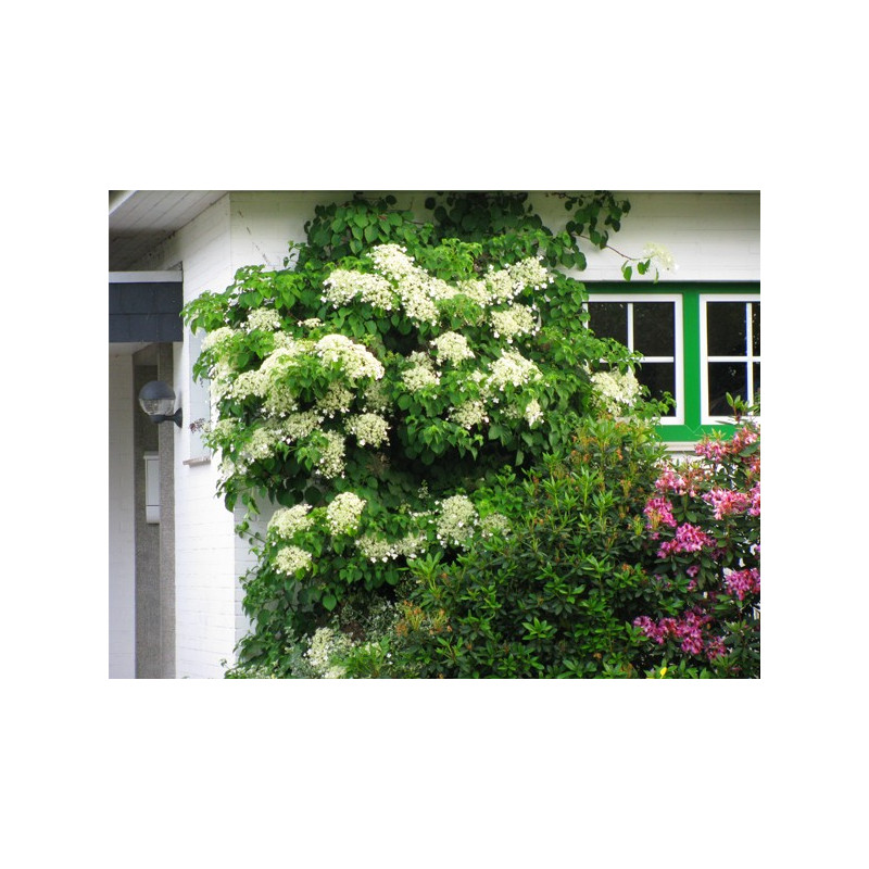 Hortensja pnąca sklep