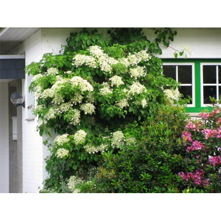 Hortensja pnąca sklep