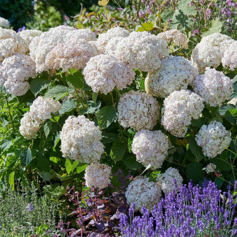 Hortensja krzewiasta Candybelle marschmallow cena