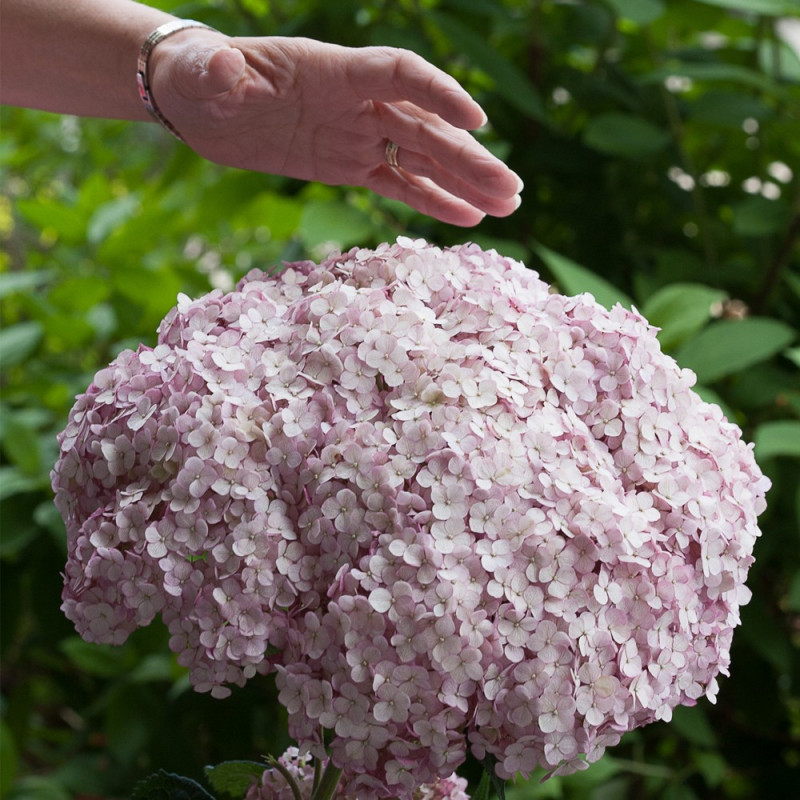 Hortensja krzewiasta Candybelle marschmallow gdzie kupić