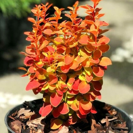 Berberys pomarańczowy