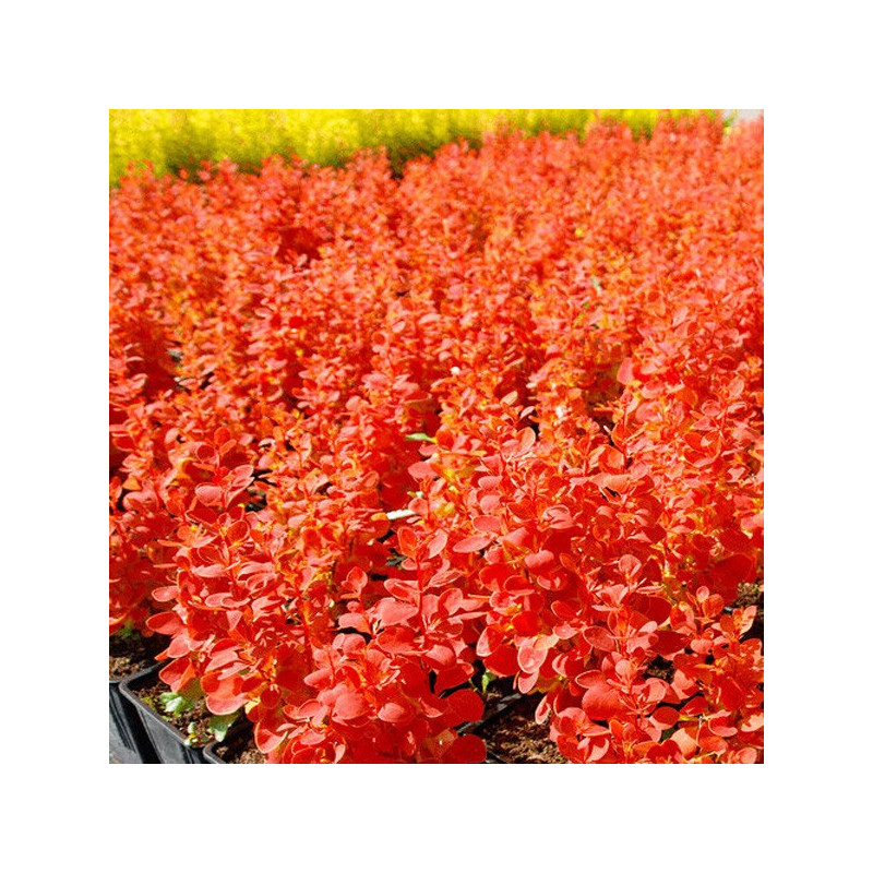 Berberys orange ice sadzonka