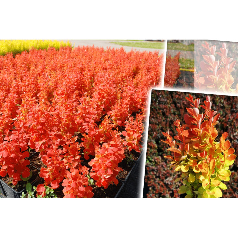 Berberys orange ice gdzie kupić