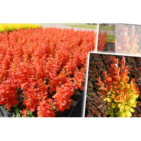 Berberys orange ice gdzie kupić