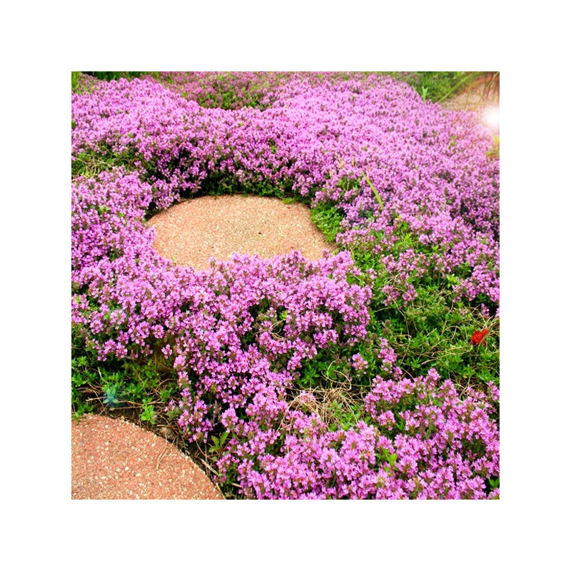 Macierzanka piaskowa