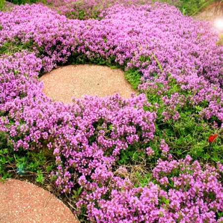 Macierzanka piaskowa