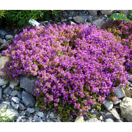 Macierzanka piaskowa