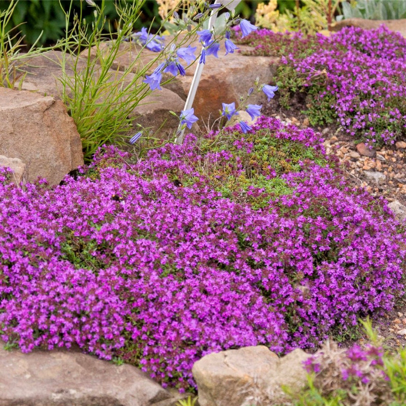 Macierzanka piaskowa