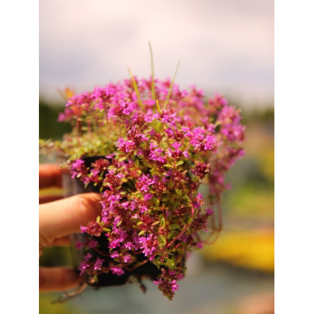 Macierzanka piaskowa sadzonka