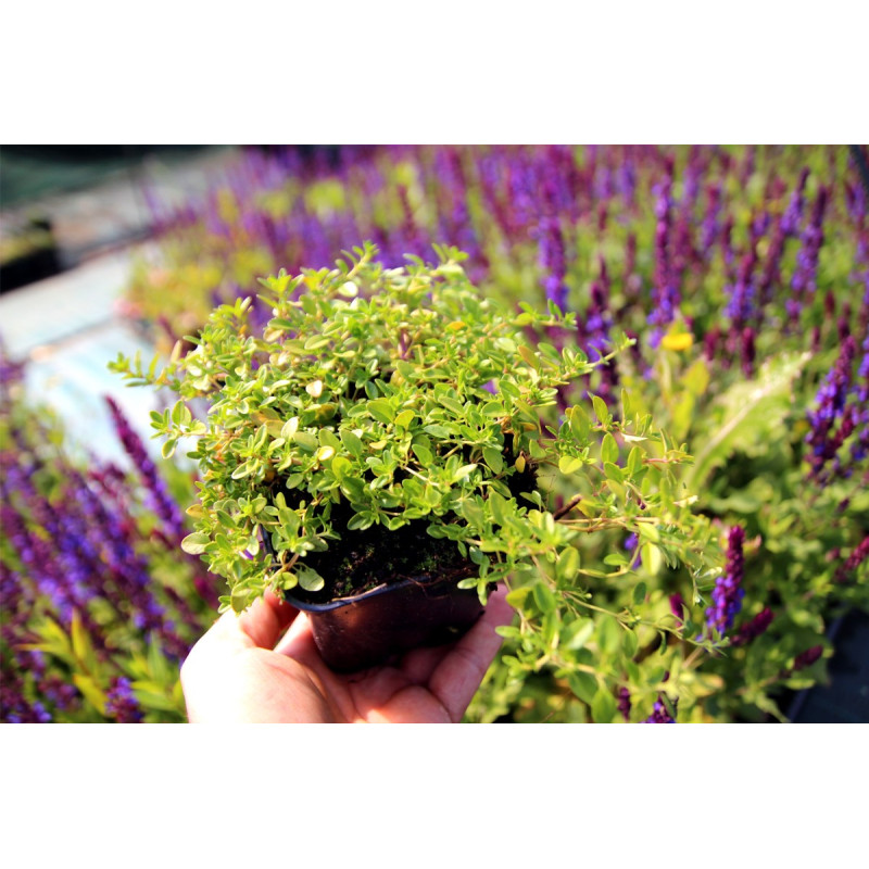 Macierzanka piaskowa sadzonka